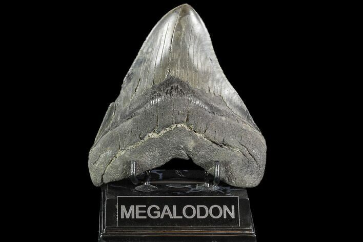 Serrated, Fossil Megalodon Tooth - South Carolina #108839